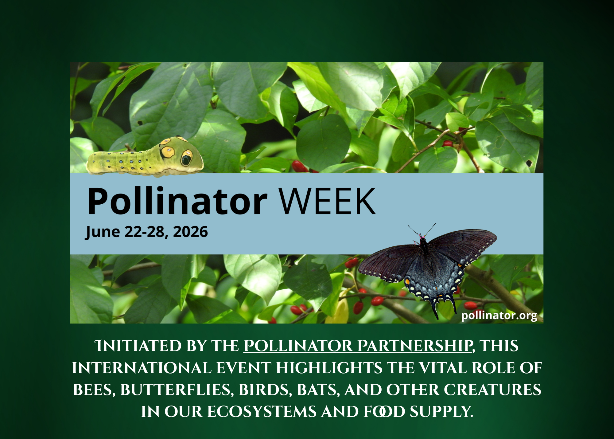 Pollinator Week